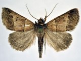 Plecoptera megarthra